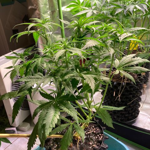 Mimosa x Orange Punch II growlog timeline photo