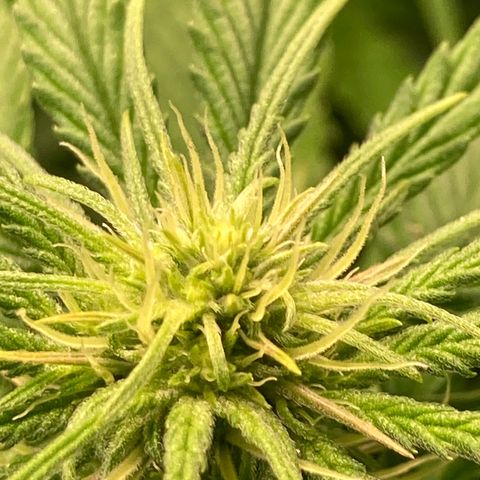 Clementine growlog timeline photo