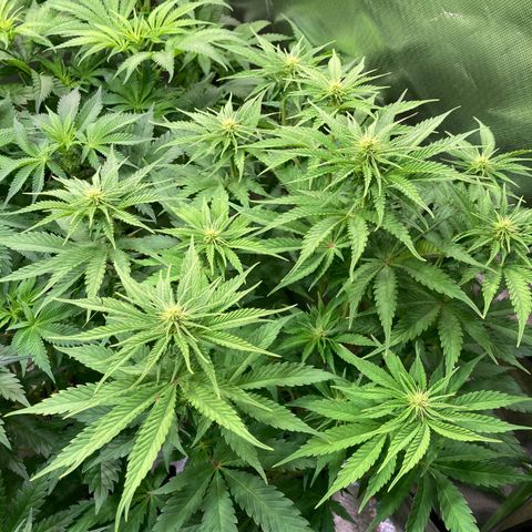 Clementine growlog timeline photo