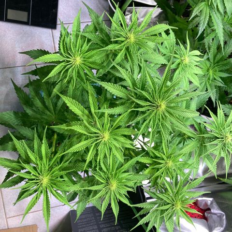 Clementine growlog timeline photo