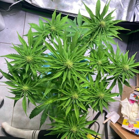 Clementine growlog timeline photo