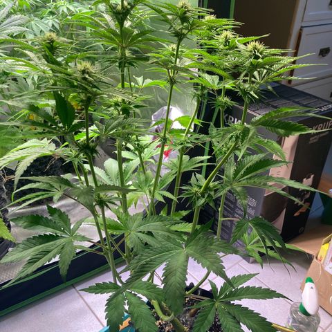 Clementine growlog timeline photo