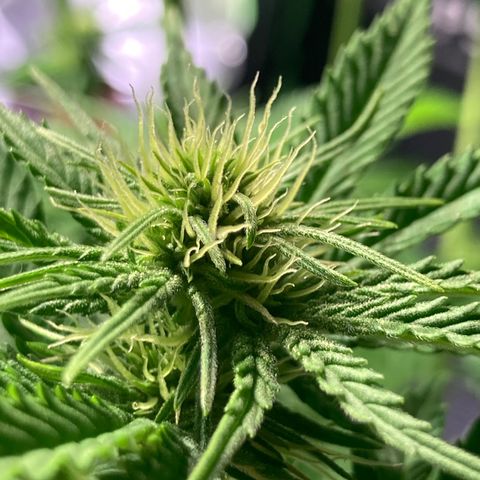 Clementine growlog timeline photo