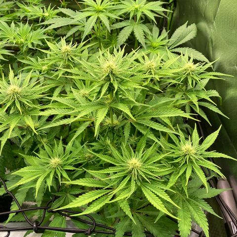 Clementine growlog timeline photo
