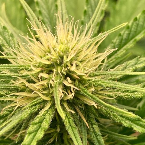 Clementine growlog timeline photo