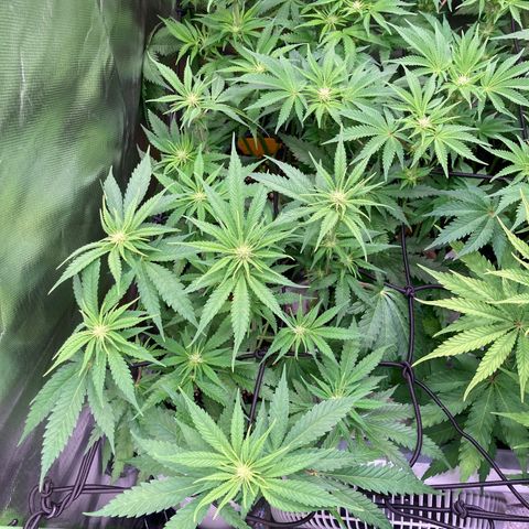 Mimosa x Orange Punch II growlog timeline photo