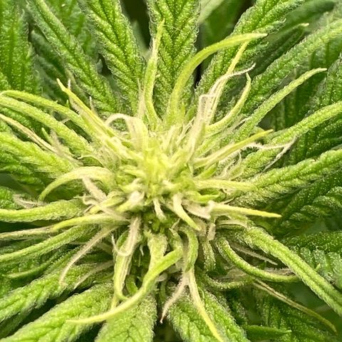 Mimosa x Orange Punch II growlog timeline photo