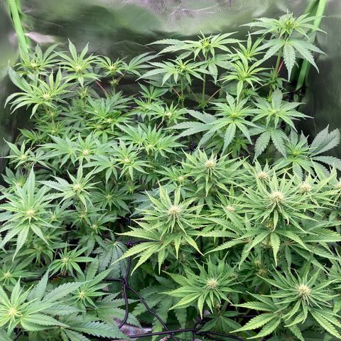 Clementine growlog timeline photo