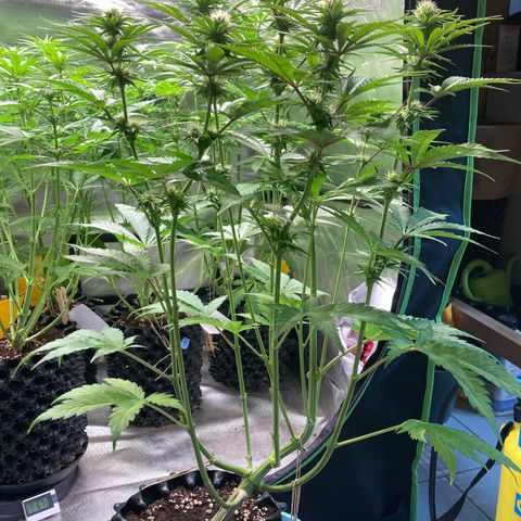 Clementine growlog timeline photo
