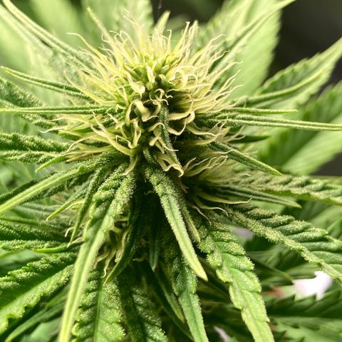 Clementine growlog timeline photo