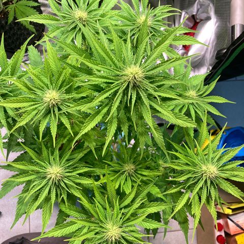 Clementine growlog timeline photo
