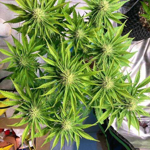 Clementine growlog timeline photo