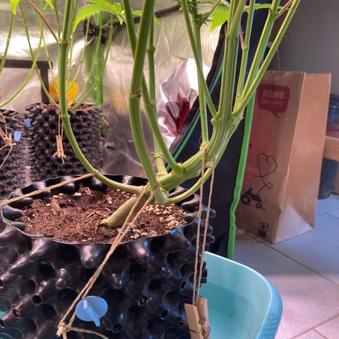 Clementine growlog timeline photo