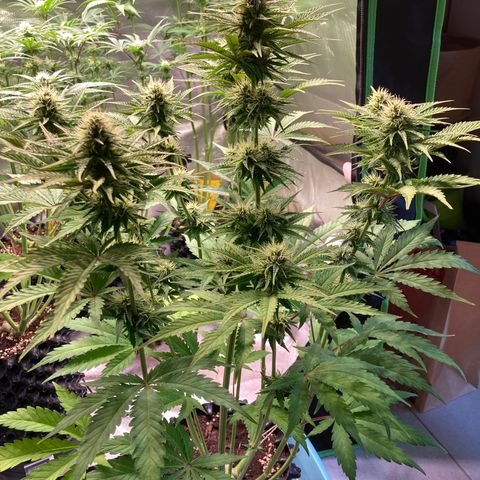 Clementine growlog timeline photo