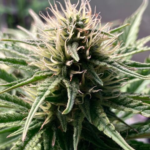 Clementine growlog timeline photo