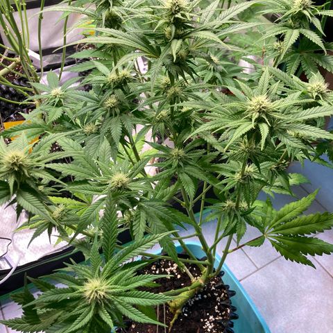 Mimosa x Orange Punch II growlog timeline photo