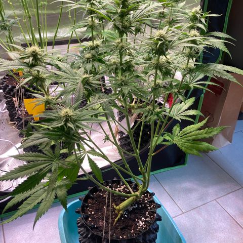 Mimosa x Orange Punch II growlog timeline photo