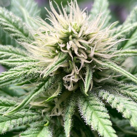 Mimosa x Orange Punch II growlog timeline photo