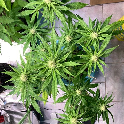 Mimosa x Orange Punch II growlog timeline photo