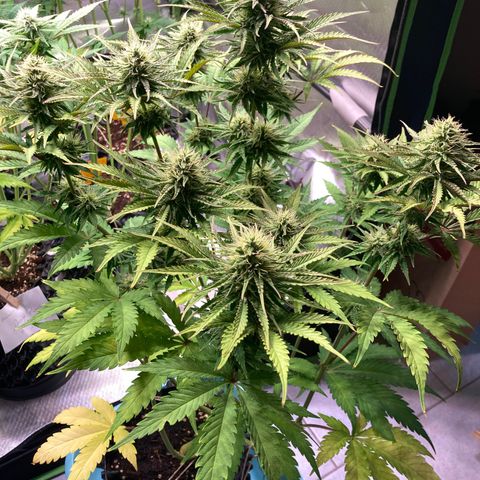 Clementine growlog timeline photo