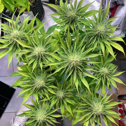 Clementine growlog timeline photo