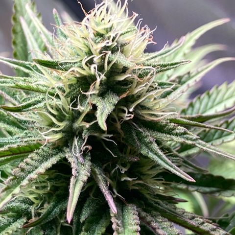 Clementine growlog timeline photo