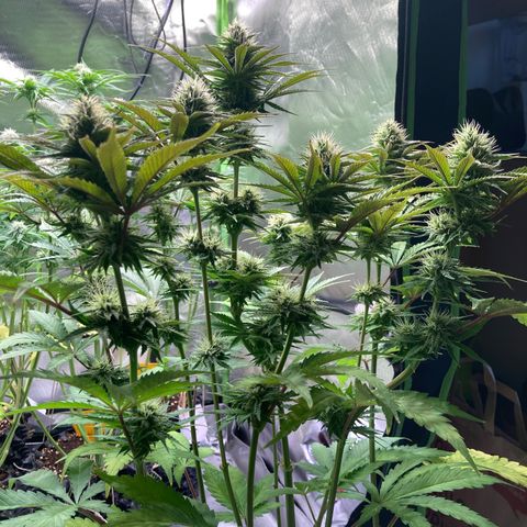 Clementine growlog timeline photo