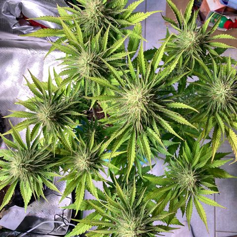 Clementine growlog timeline photo