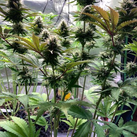 Clementine growlog timeline photo