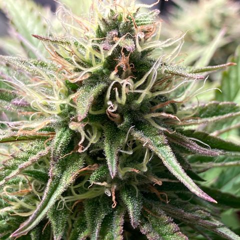 Clementine growlog timeline photo