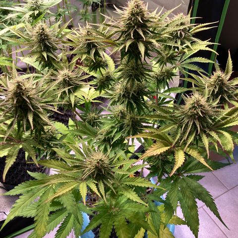 Clementine growlog timeline photo