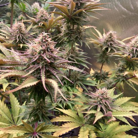 Clementine growlog timeline photo