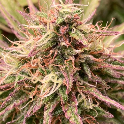 Clementine growlog timeline photo