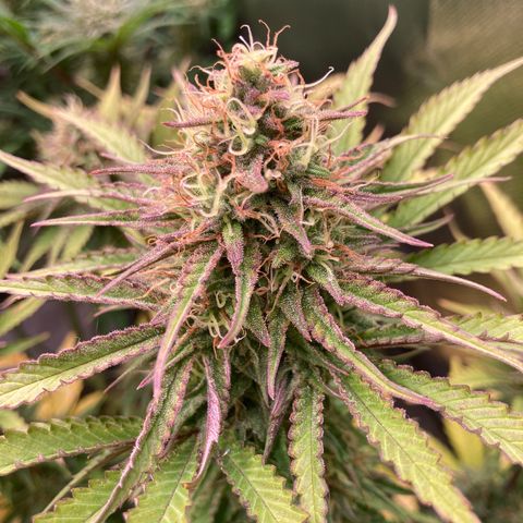 Clementine growlog timeline photo