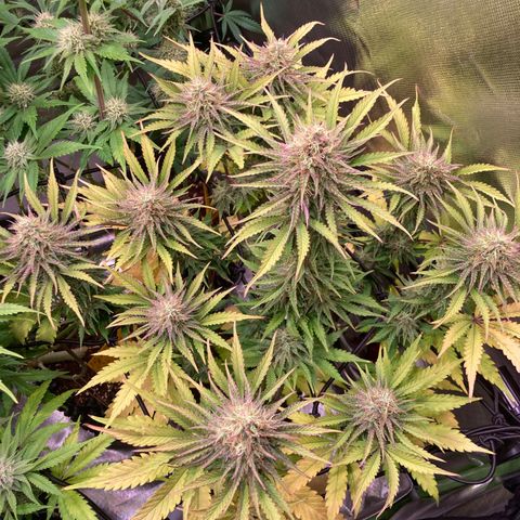 Clementine growlog timeline photo