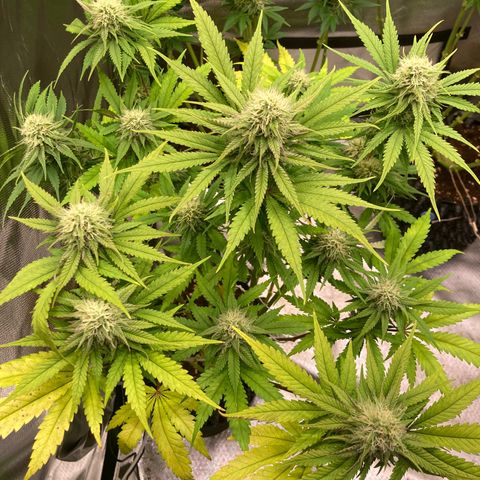 Mimosa x Orange Punch II growlog timeline photo