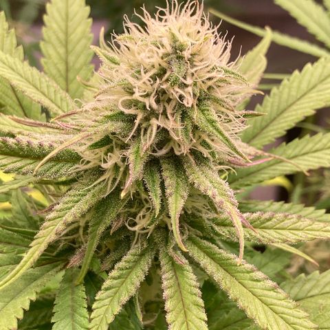 Mimosa x Orange Punch II growlog timeline photo