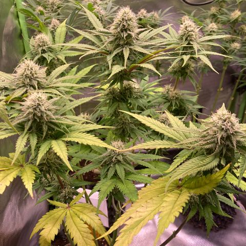 Mimosa x Orange Punch II growlog timeline photo