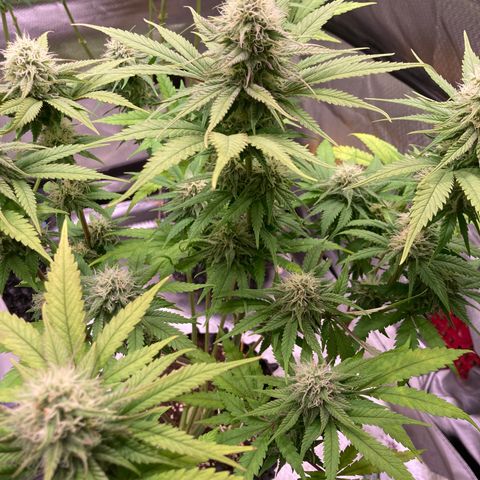 Mimosa x Orange Punch II growlog timeline photo
