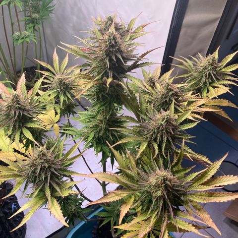 Clementine growlog timeline photo