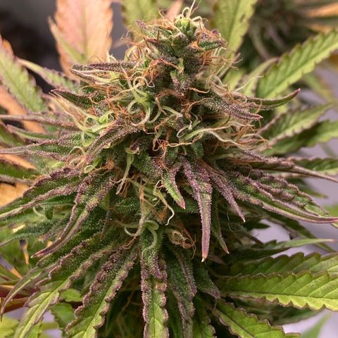 Clementine growlog timeline photo