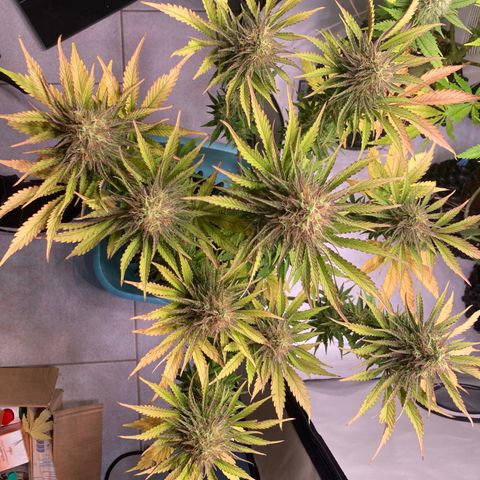 Clementine growlog timeline photo
