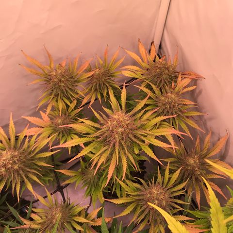 Clementine growlog timeline photo