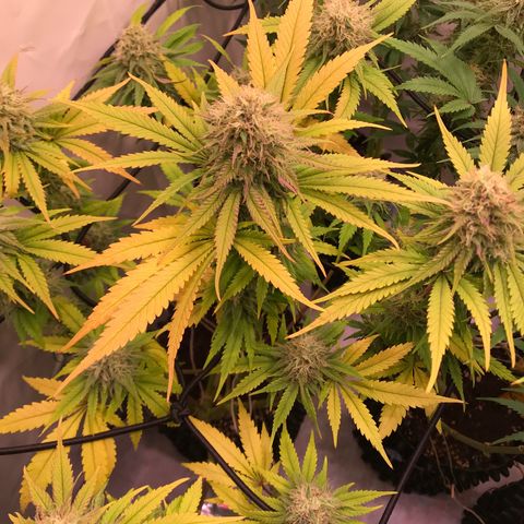 Mimosa x Orange Punch II growlog timeline photo
