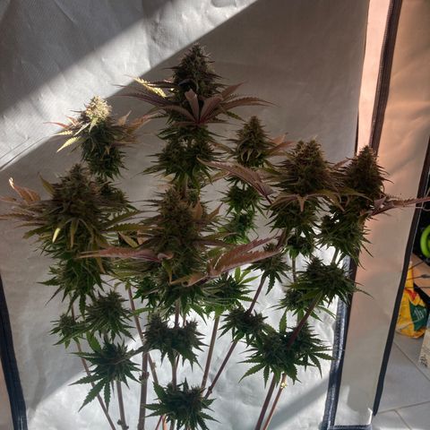 Clementine growlog timeline photo