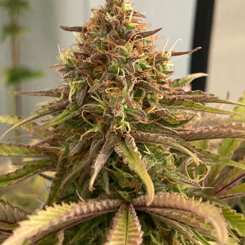 Clementine growlog timeline photo