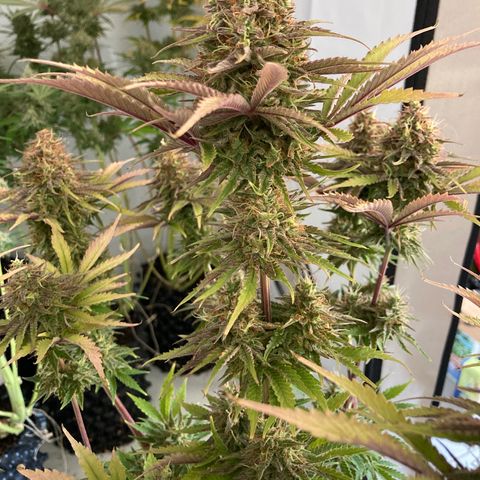Clementine growlog timeline photo