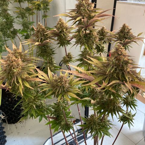 Clementine growlog timeline photo
