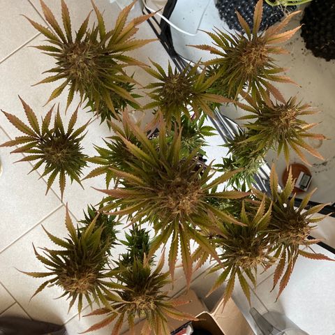 Clementine growlog timeline photo