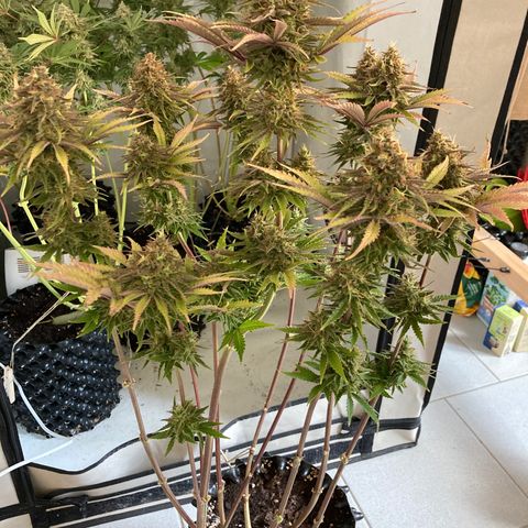 Clementine growlog timeline photo
